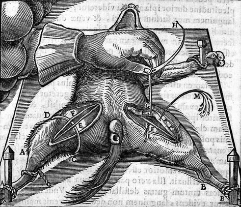 Desenho anatômico Bartholin
