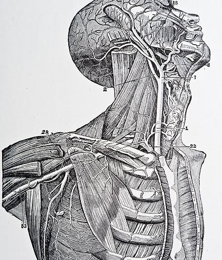 Desenho de anatomia humana do pescoço por Henry Carter e Henry Gray