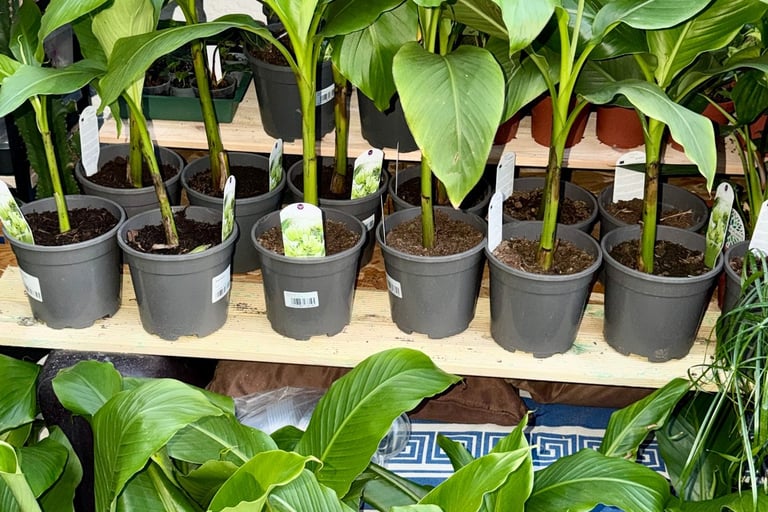 Boutique plant Bananier NORD