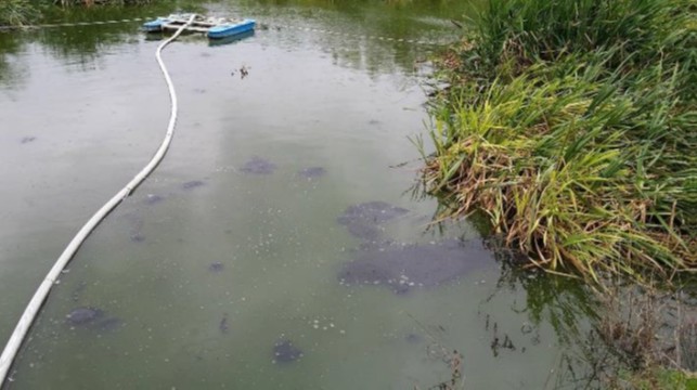 Užliedžių k. tvenkinys prieš pradedant naudoti Biocleaner