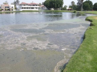 a pond with a pond and a golf course
