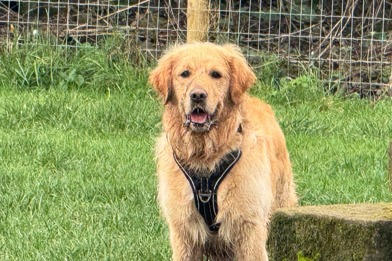 Dog at Birstwith Barkyard Daycare in Harrogate 
