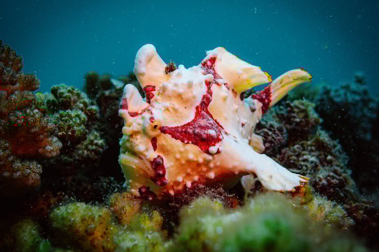 Frogfish moalboal