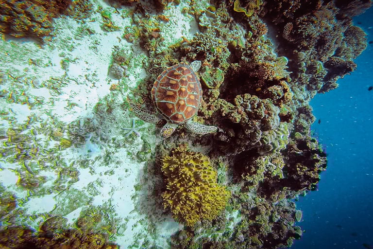 Turtle moalboal