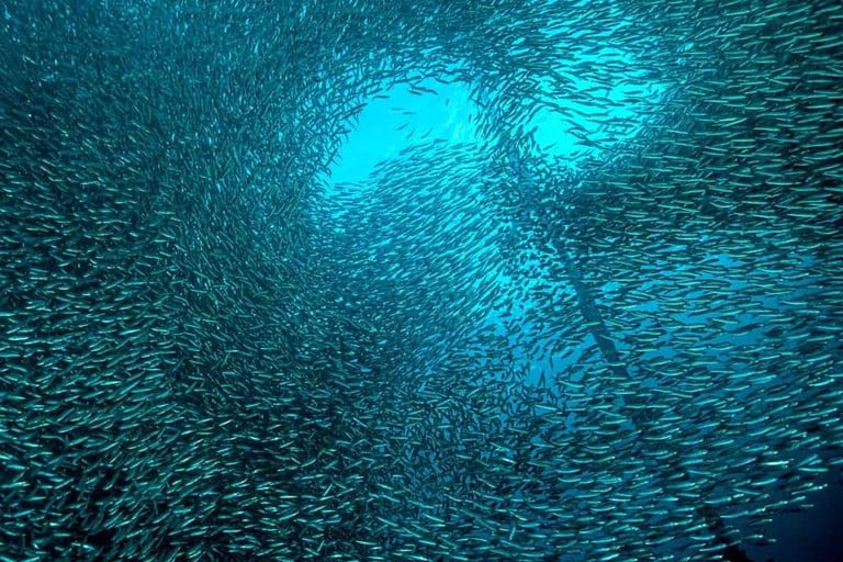 Sardines run moalboal