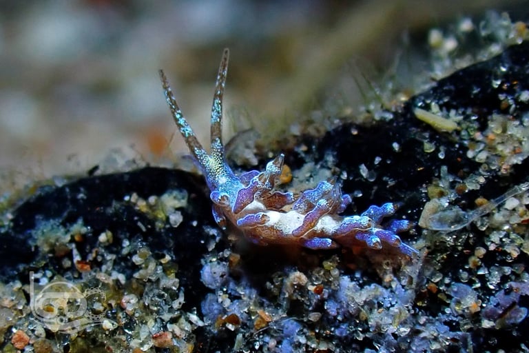 Diving Spots in the Philippines
