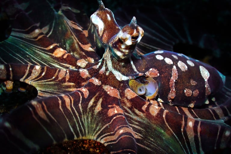 Pulpo wonder