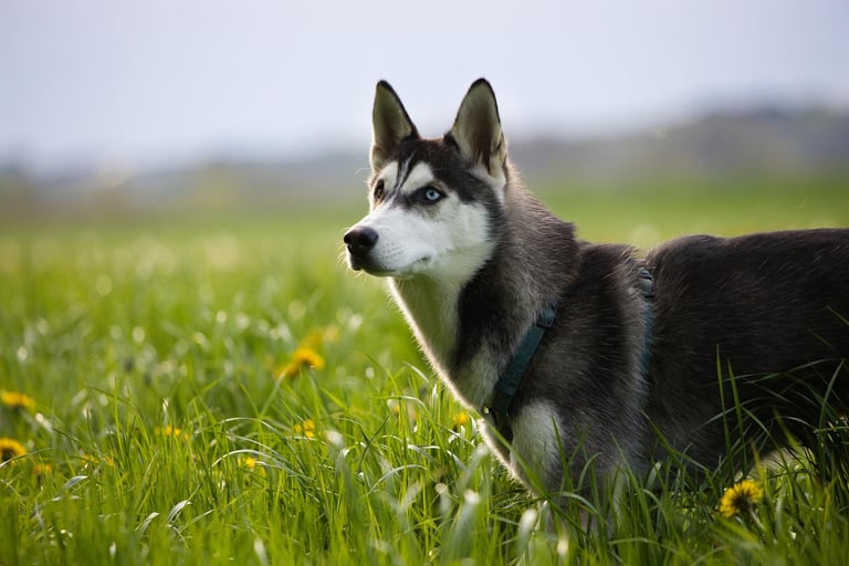 chien dans la nature