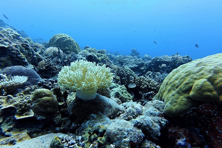 Diving Four Seasons Explorer Palau
