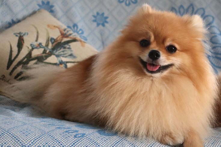 venta perrito pomerania buenos aires