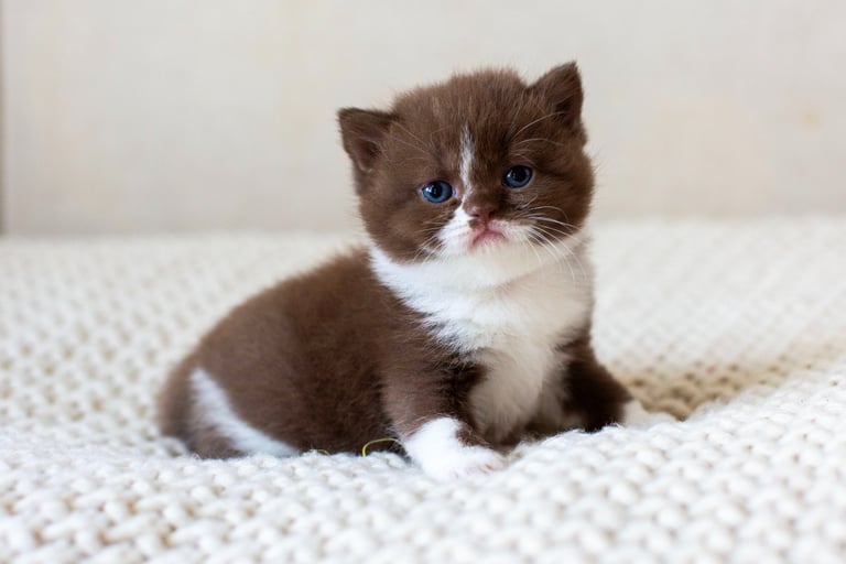 Adorable chocolate brown and white British Shorthair kitten with blue eyes sitting on a knit blanket.