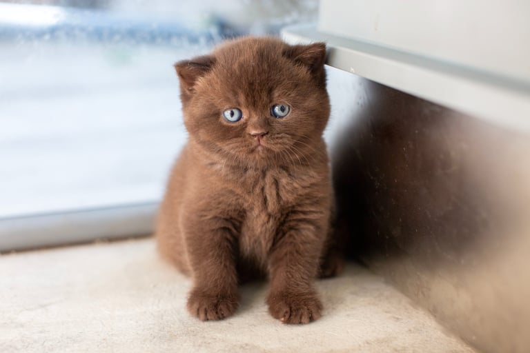 Adorable solid chocolate Available British Shorthair kitten Georgia usa sitting on a floor.