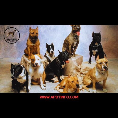 diferent type pit bull dogs apbt