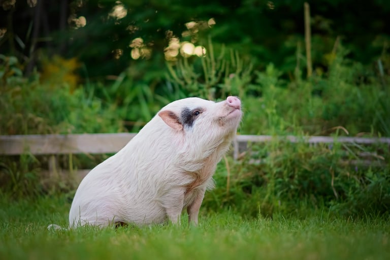 Photographier vos meilleurs amis