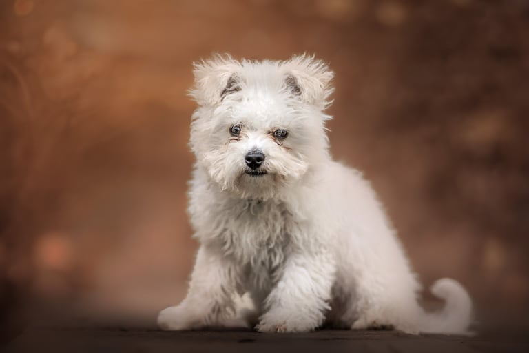 a white fluffy puppy in golden hour. pet photography near me