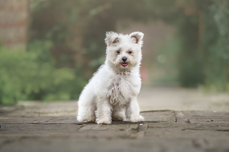 a bichon frise puppy posing for the camera for her puppy photoshoot