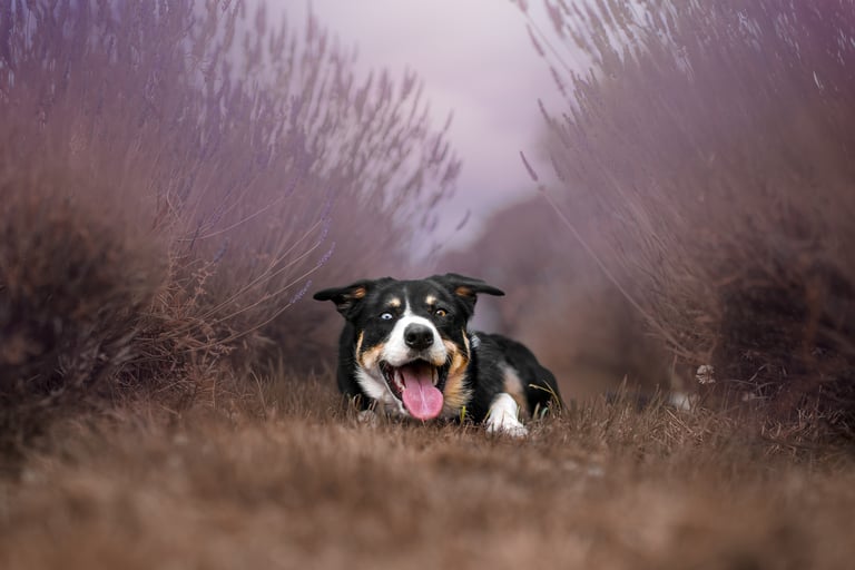 border collie in a lavender field