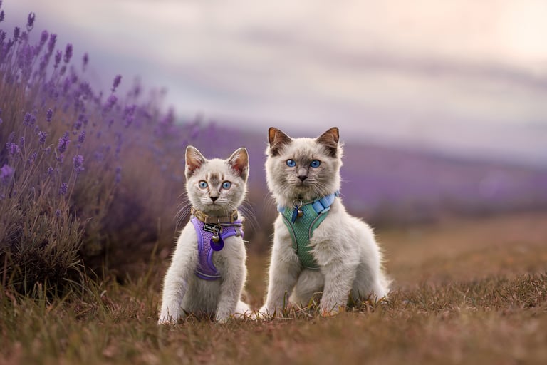 Two kittens in a lavender field pet photography session