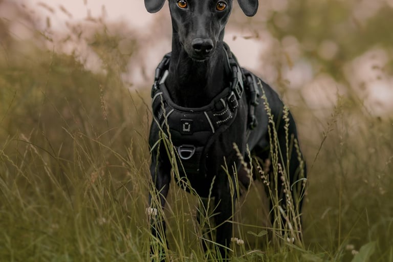 a black whippet standing in tall grass for a pet photographer in yorkshire