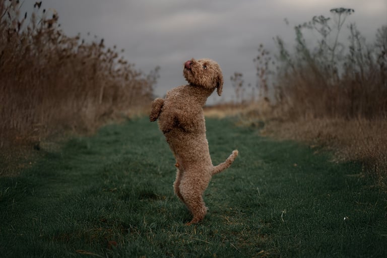 a poochon poodle standing on his back legs for a pet photography session