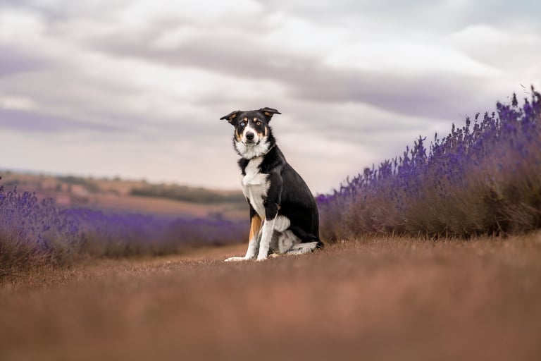 Border collie sat in a lavender field during a pet photography lavender session
