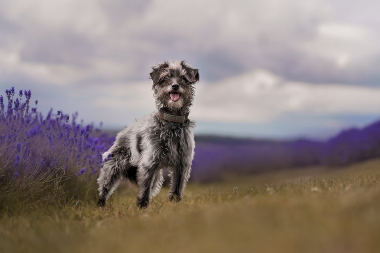 Poodle dog in a dog photography lavender field session
