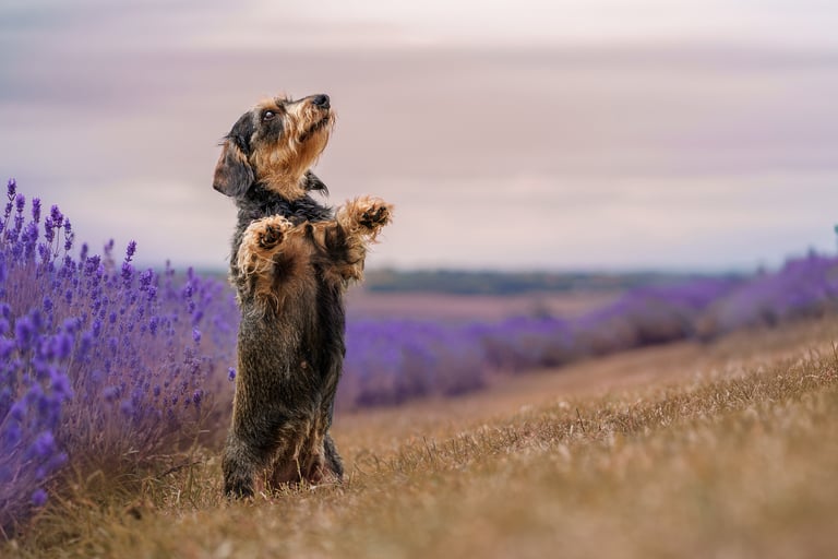 A Dachshund on its back legs posing for a pet photographer