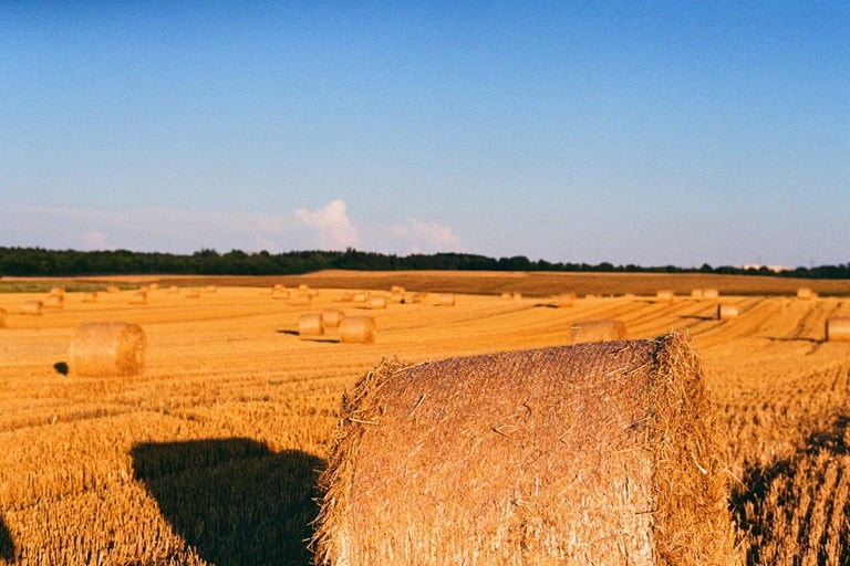 Sunset at the field-analog photography