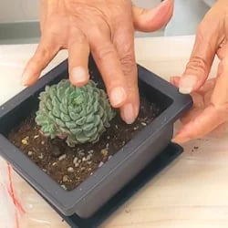 園藝治療 活動照 Treelax 蒔樂 香港