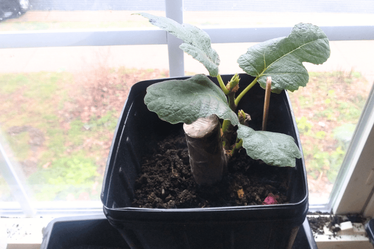 Rooted fig cutting in pot