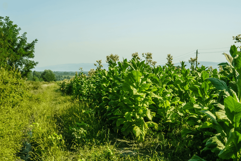 Best Perennial Vegetables to Grow