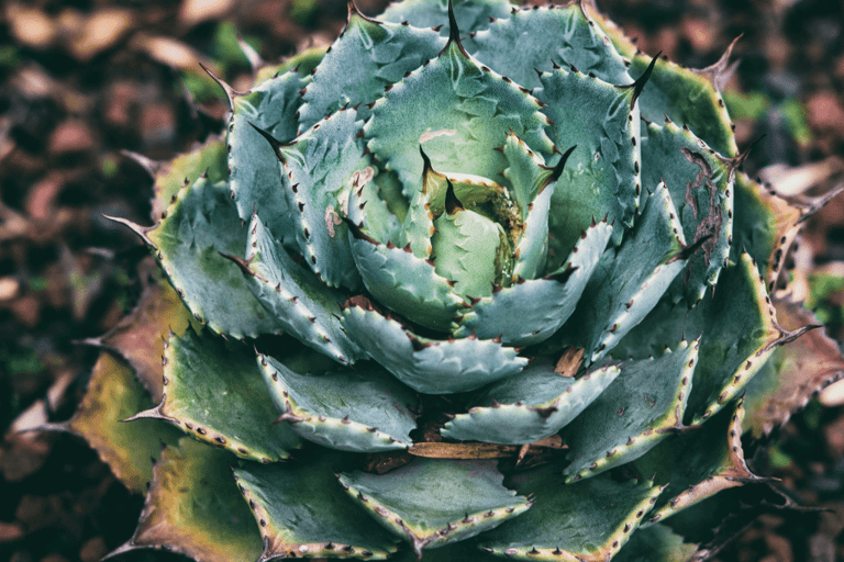 artichoke patterns