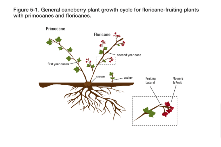Caning Berries
