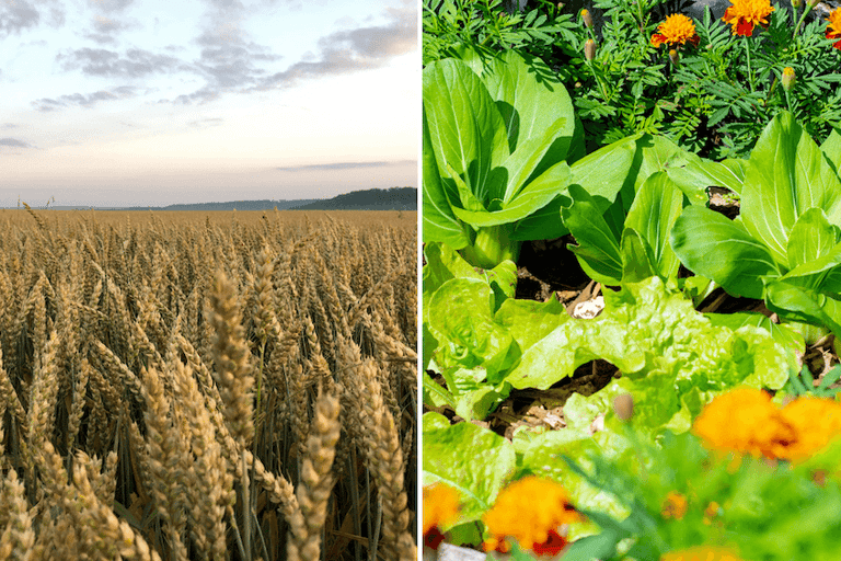 Monoculture vs. Polyculture