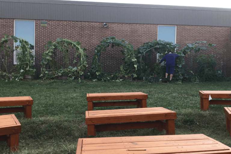 school garden raised beds behind benches