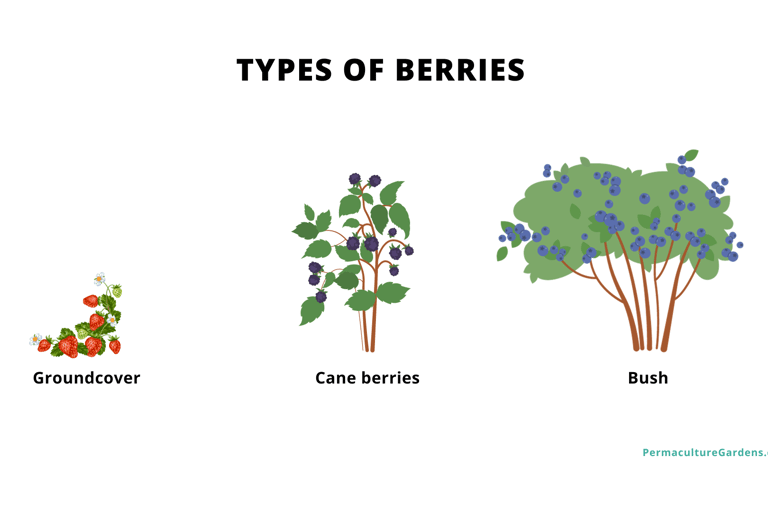 Types of berries