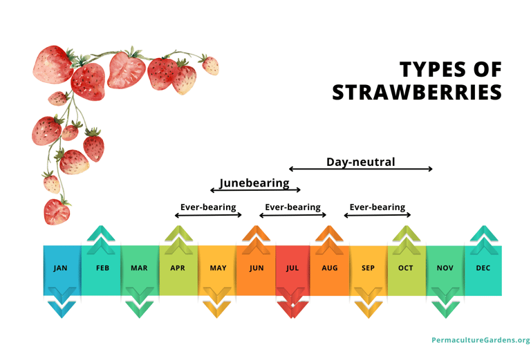 Choosing the Right Berries