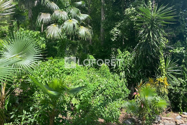 Terrain à vendre Laforêt Guadeloupe Le Gosier