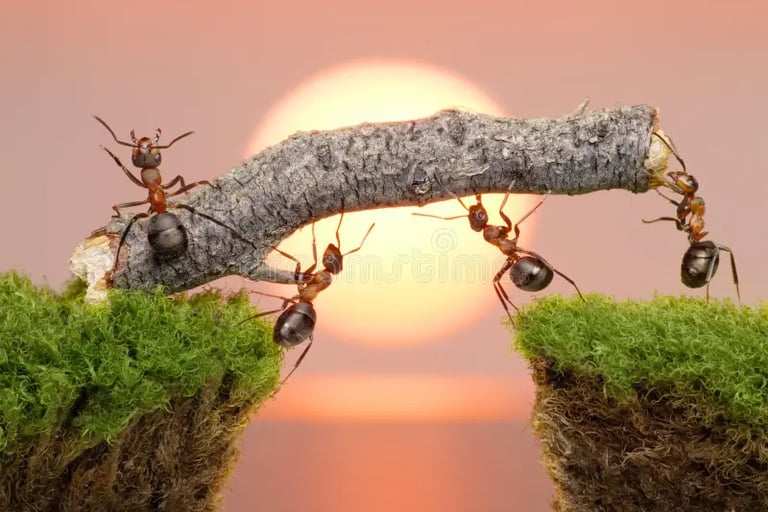 trabalho em equipe,formigas carregam um graveto, luz do sol de fundo desfocado.