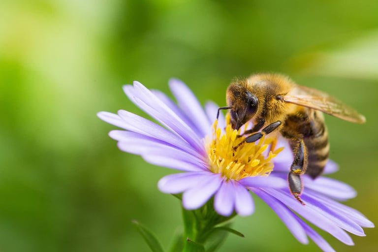 Abeille