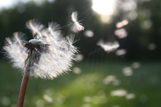 Dandelion seeds blowing in the wind