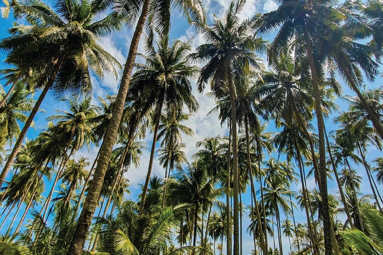 Koh Kood Coconut Palms