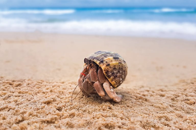 Hermit Crab
