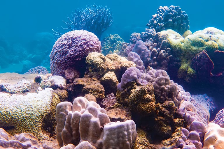Corals