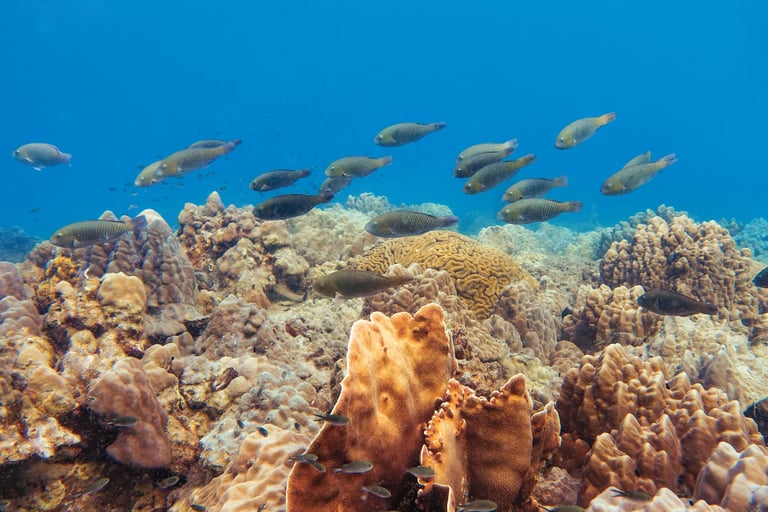 Parrot Fish