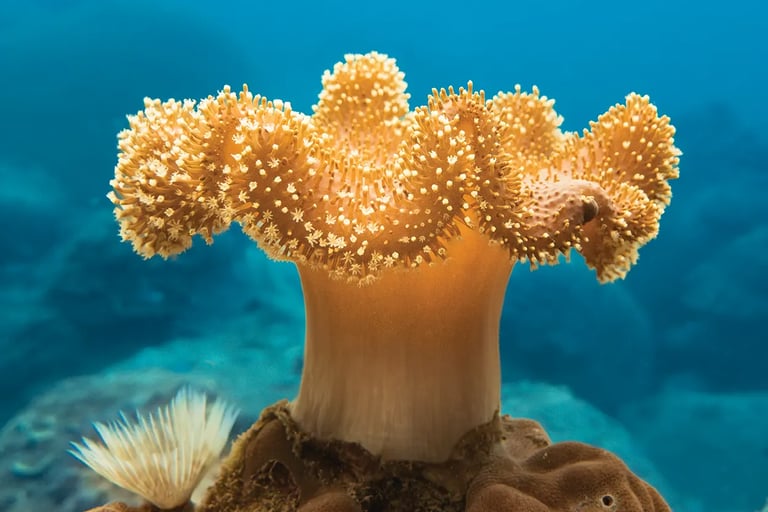Leather Coral