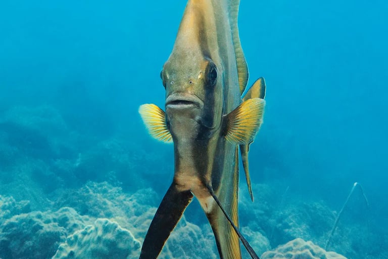 Batfish