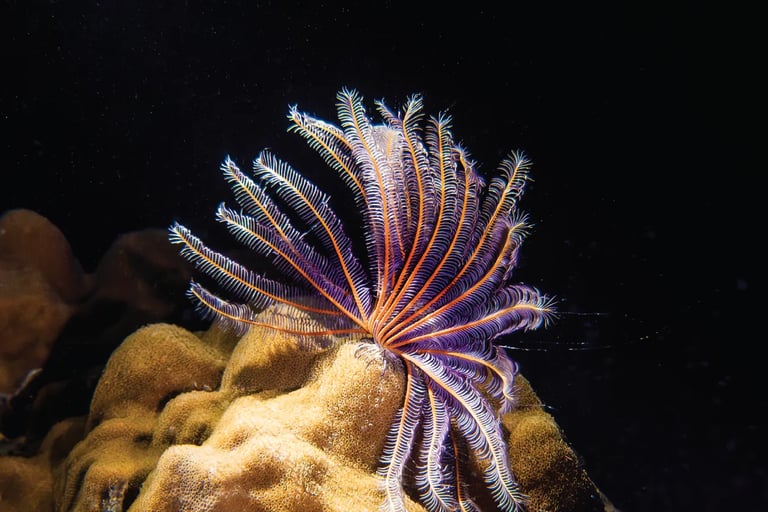 Feather Star