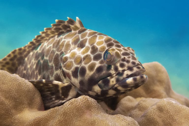 Hexagon Grouper