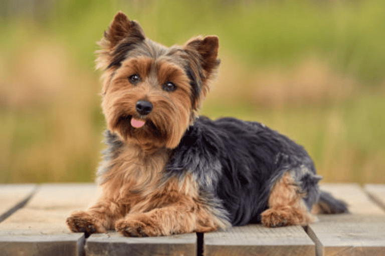 Teacup Yorkie puppy for sale, Yorkie puppy near me, Toy Yorkie breeder USA